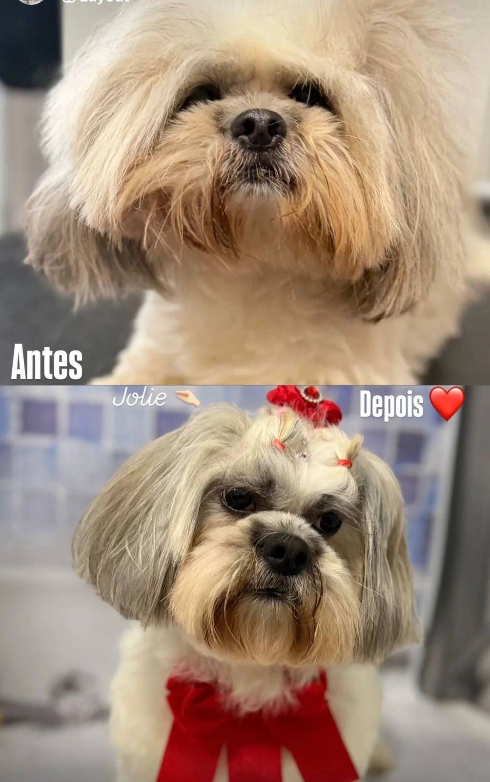 Antes e Depois Pet 1