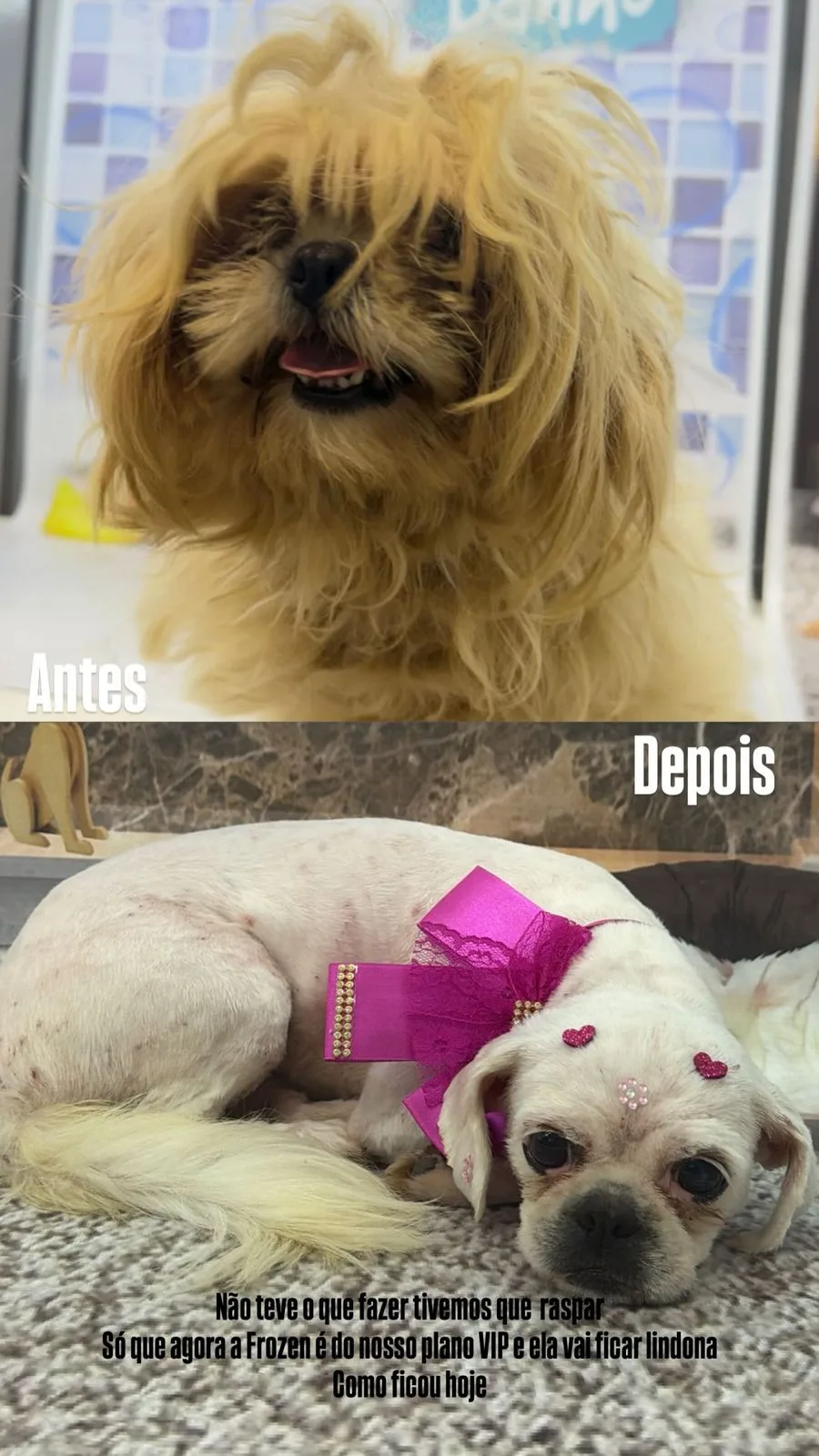Antes e Depois Pet 3